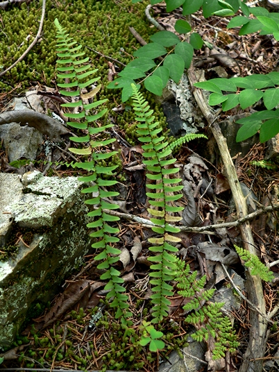 {Asplenium platyneuron}